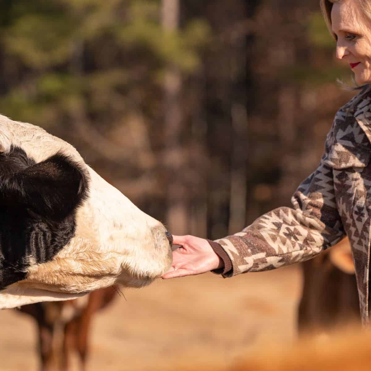 A woman standing and feeding a black and white cow.