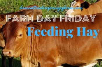 Farm Day Friday | Feeding Hay