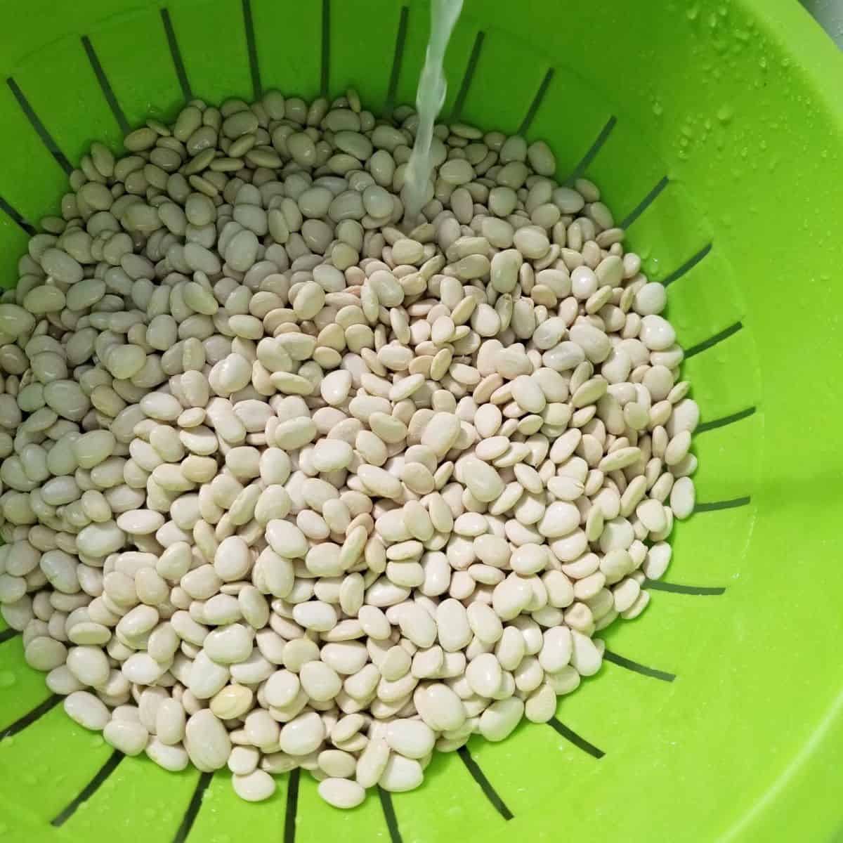 Dried lima beans being rinsed and cleaned.