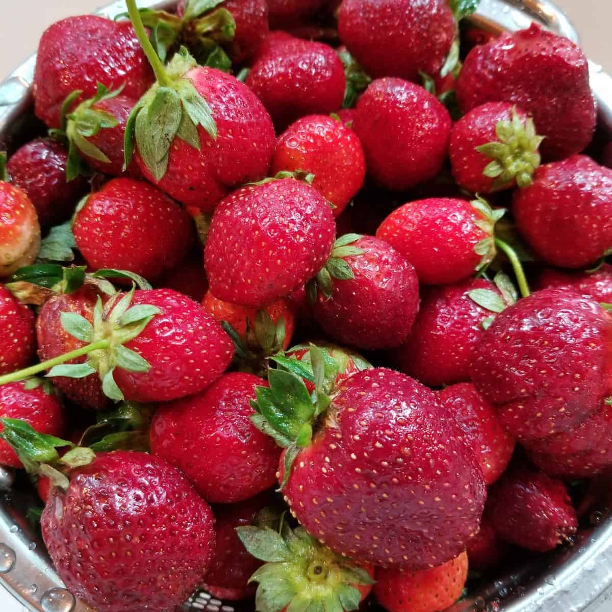 Whole strawberries in a bowl.
