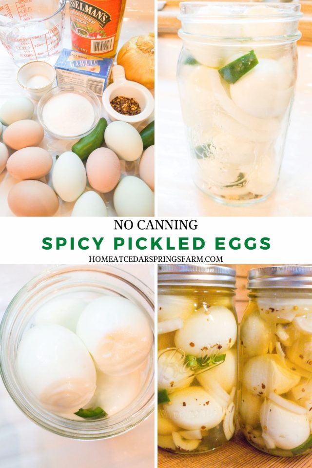 Old Fashioned Spicy Pickled Eggs {No Canning} Home at Cedar Springs Farm