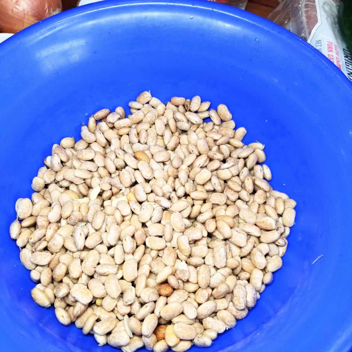 Rinsing dried pinto beans in a blue bowl before soaking overnight to make slow cooker pinto beans.