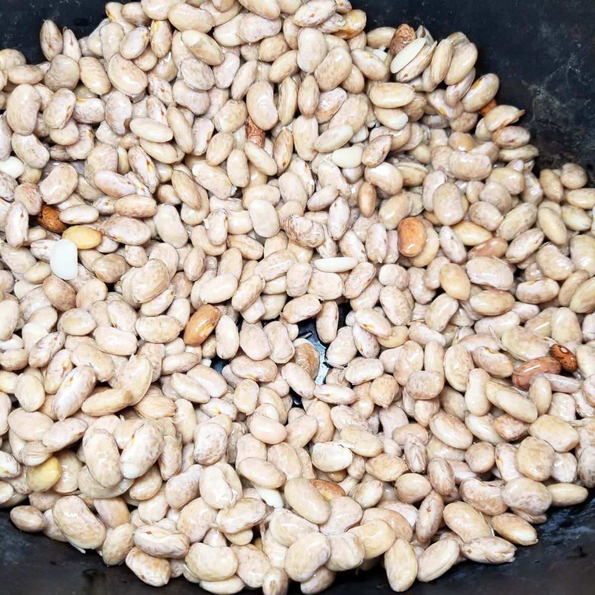 Soaked pinto beans drained and added to a crockpot to start slow cooker pinto beans and sausage recipe.