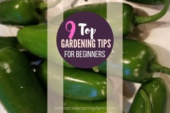 Gardening Tips for Beginner Gardeners