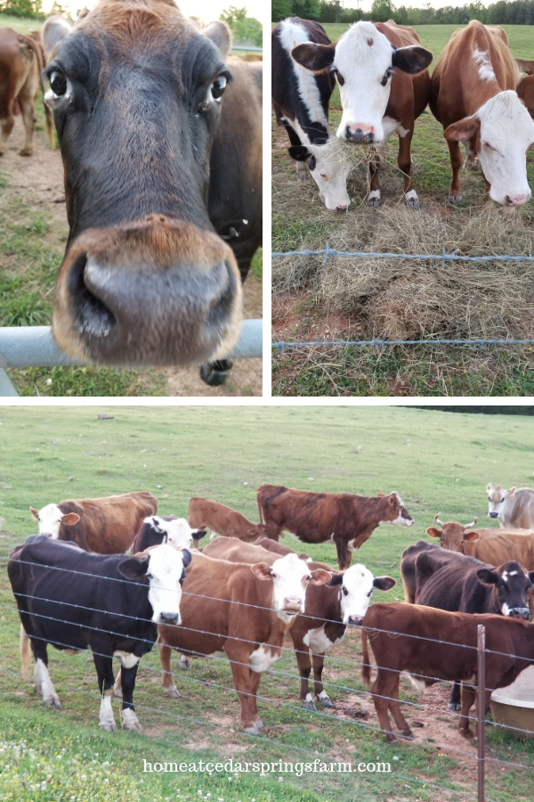 Farm Day Friday Cows On The Farm #lifeonthefarm #cows #fridayfarmday #homeatcedarspringsfarm