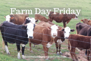 Farm Day Friday–Cows on the Farm