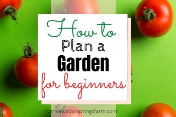 How to Garden for Beginners