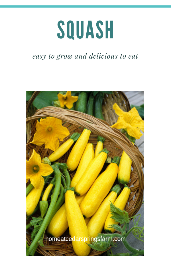 Vegetables To Grow In Your Garden with text overlay.